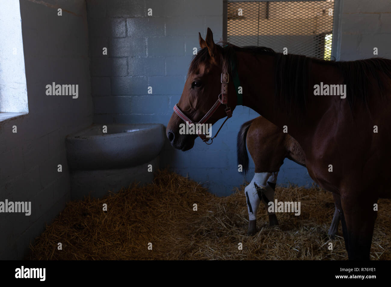 Horse with foal in hospital Stock Photo Alamy