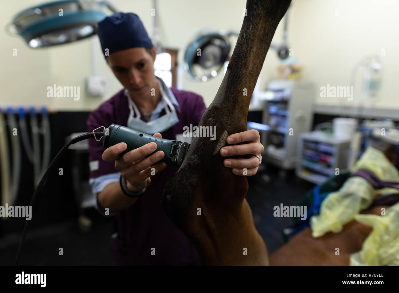 Surgeon trimming horse skin in hospital Stock Photo