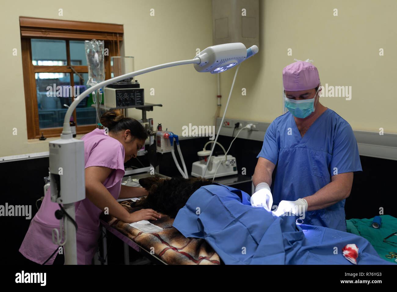 Surgeon operating a dog in operation theatre Stock Photo - Alamy