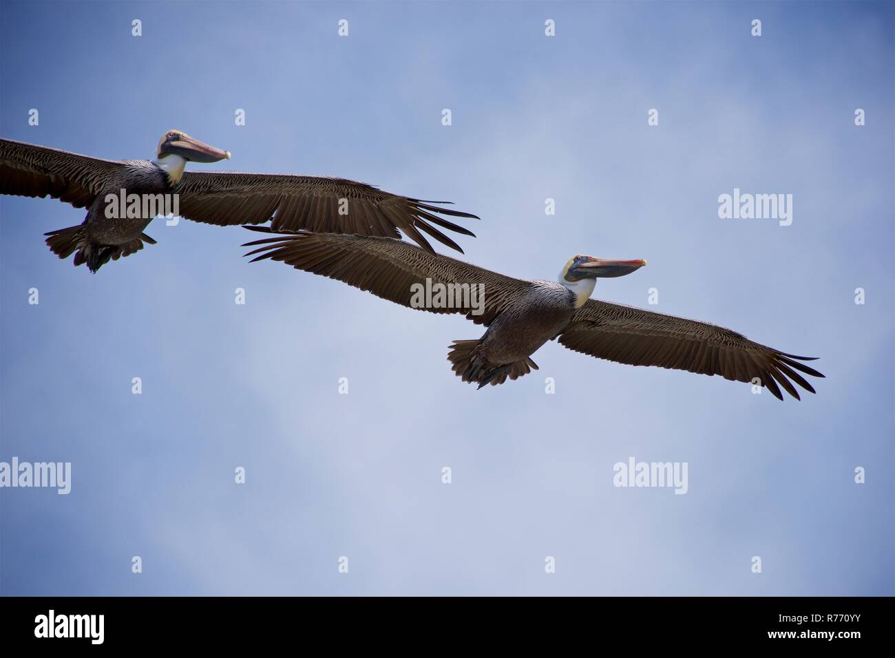 Two pelicans fly over the beach in South Padre Island, Texas. Stock Photo