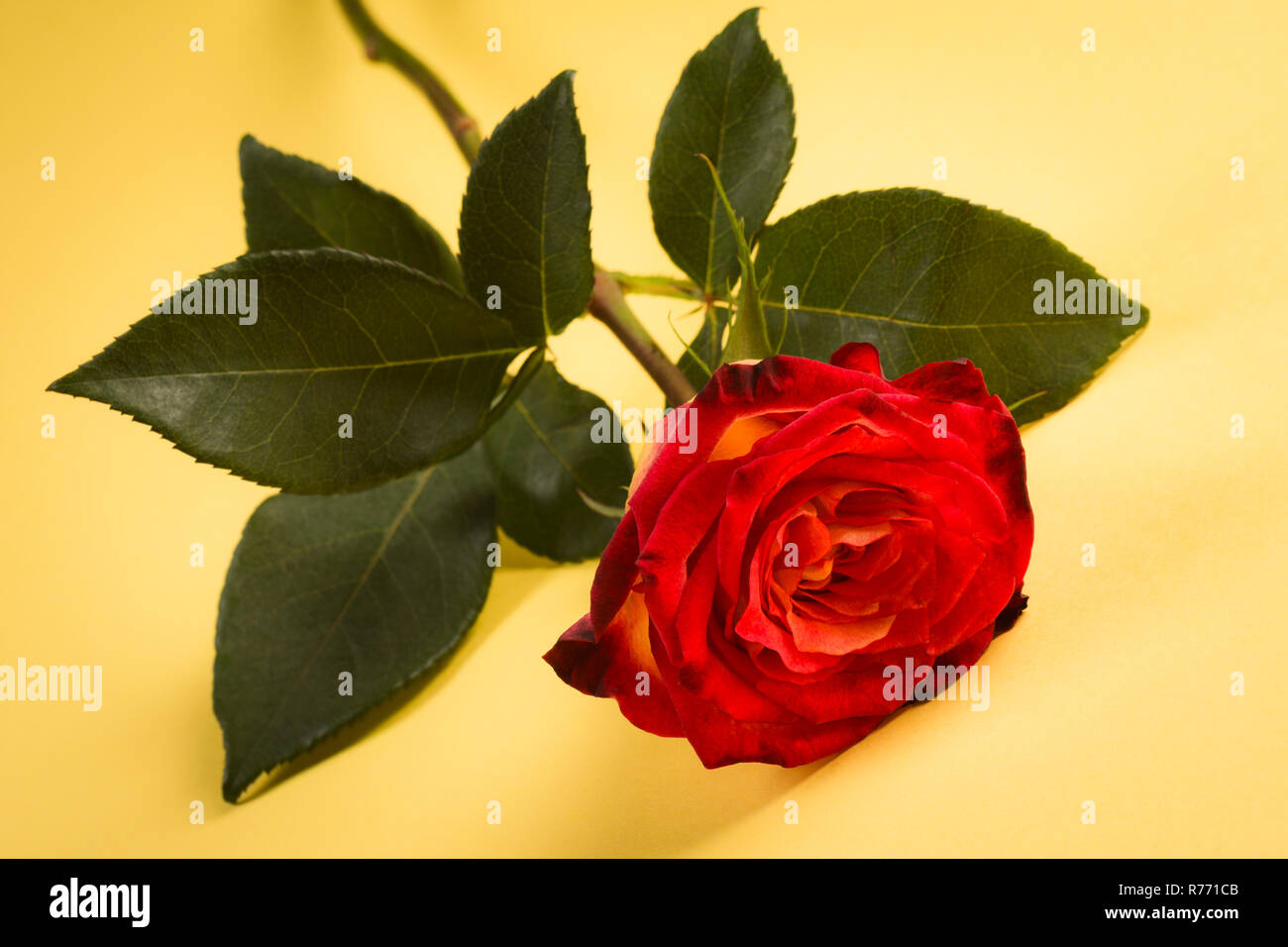 red rose on yellow background Stock Photo Alamy