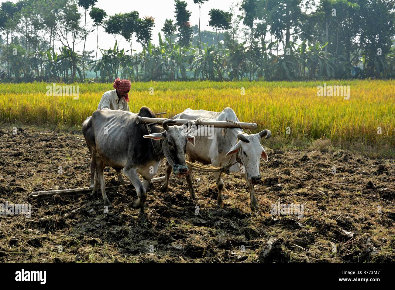 Indian farmers hires stock photography and images Alamy