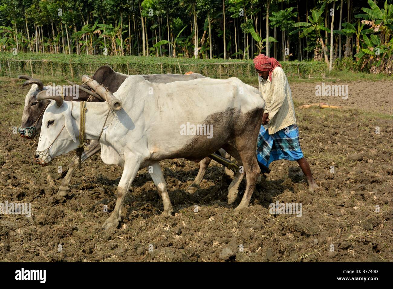 Side close up view of an Indian farmer ploughing, plowing is land or field  using two oxen, bullocks or cow and wooden plow with green background wear  Stock Photo - Alamy
