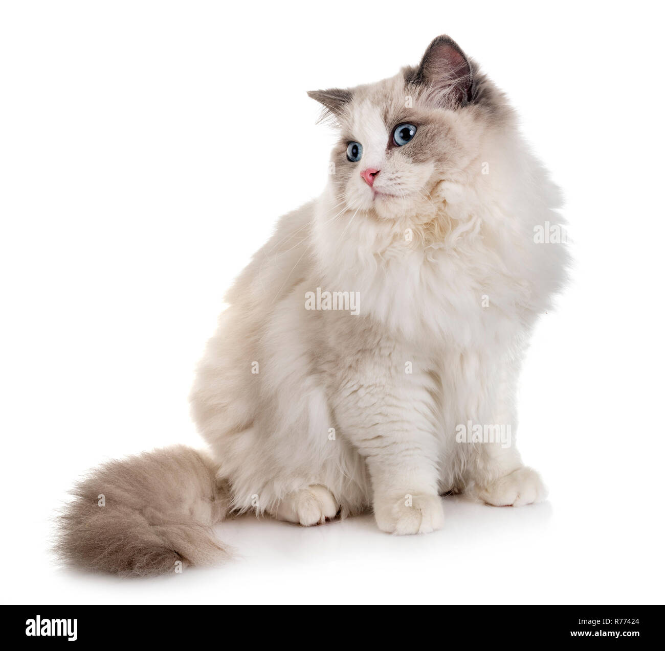 ragdoll cat in front of white background Stock Photo - Alamy