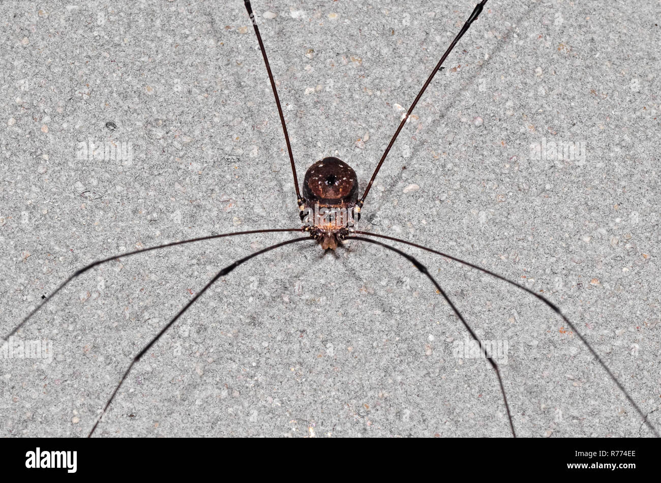 Closeup Harvestmen or Daddy Longlegs on The Wall Stock Photo