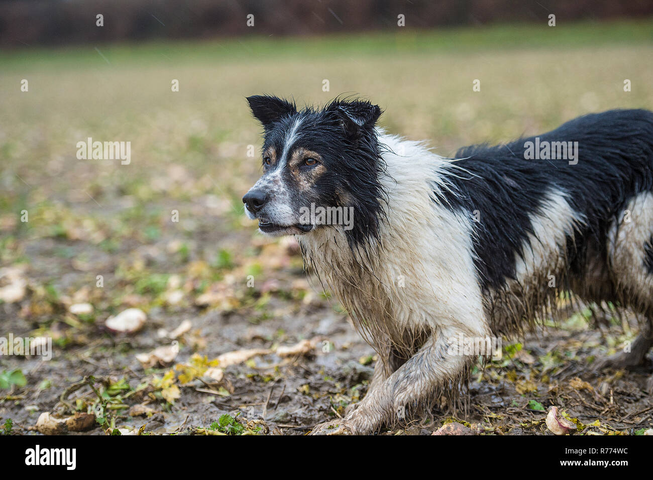 wet sheepdog at work Stock Photo