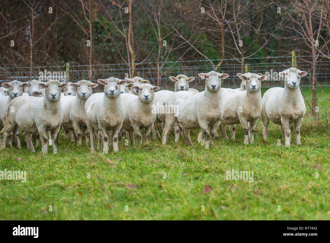 flock of sheep Stock Photo Alamy