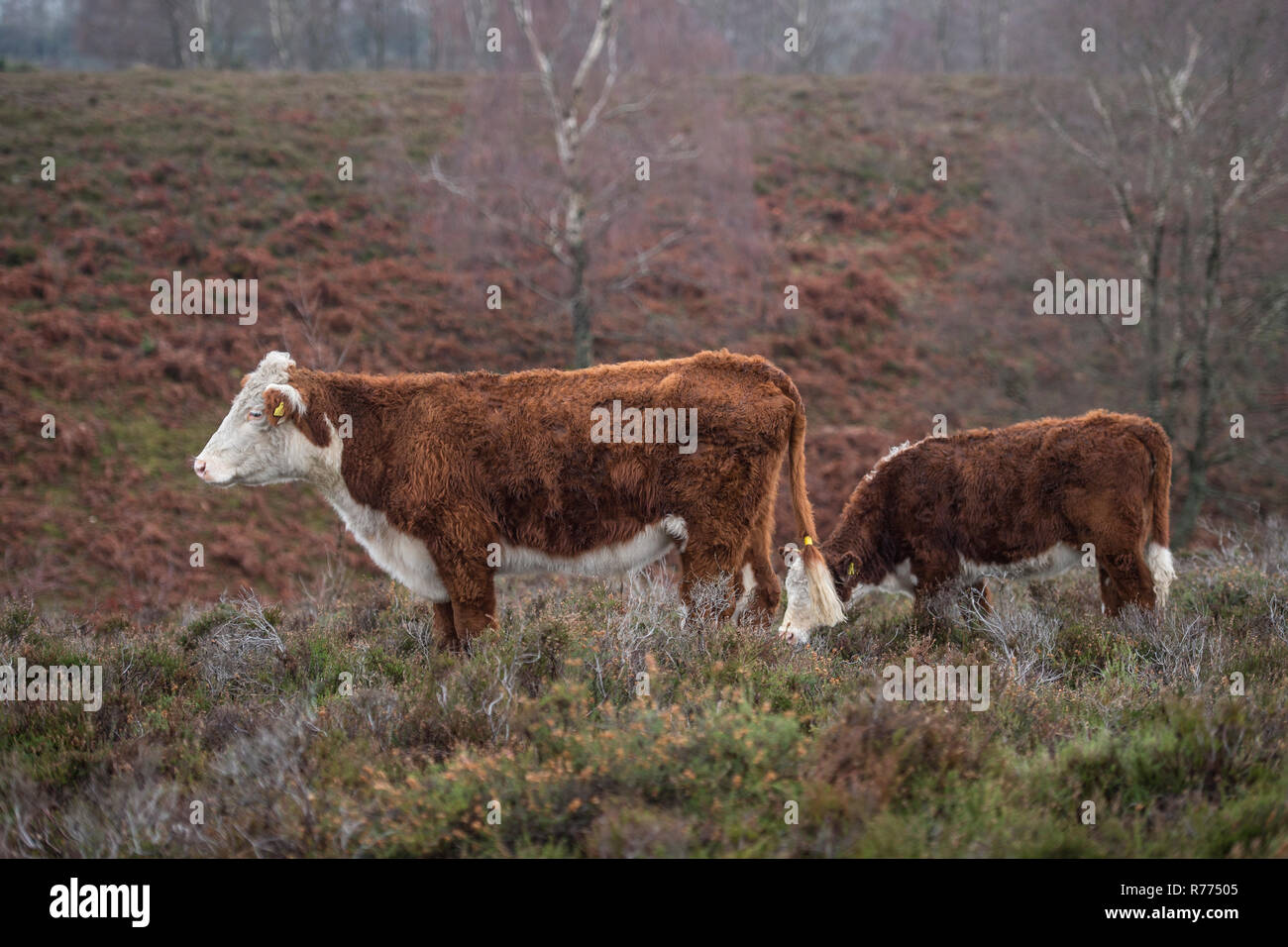 beef cattle in the new Forest UK Stock Photo