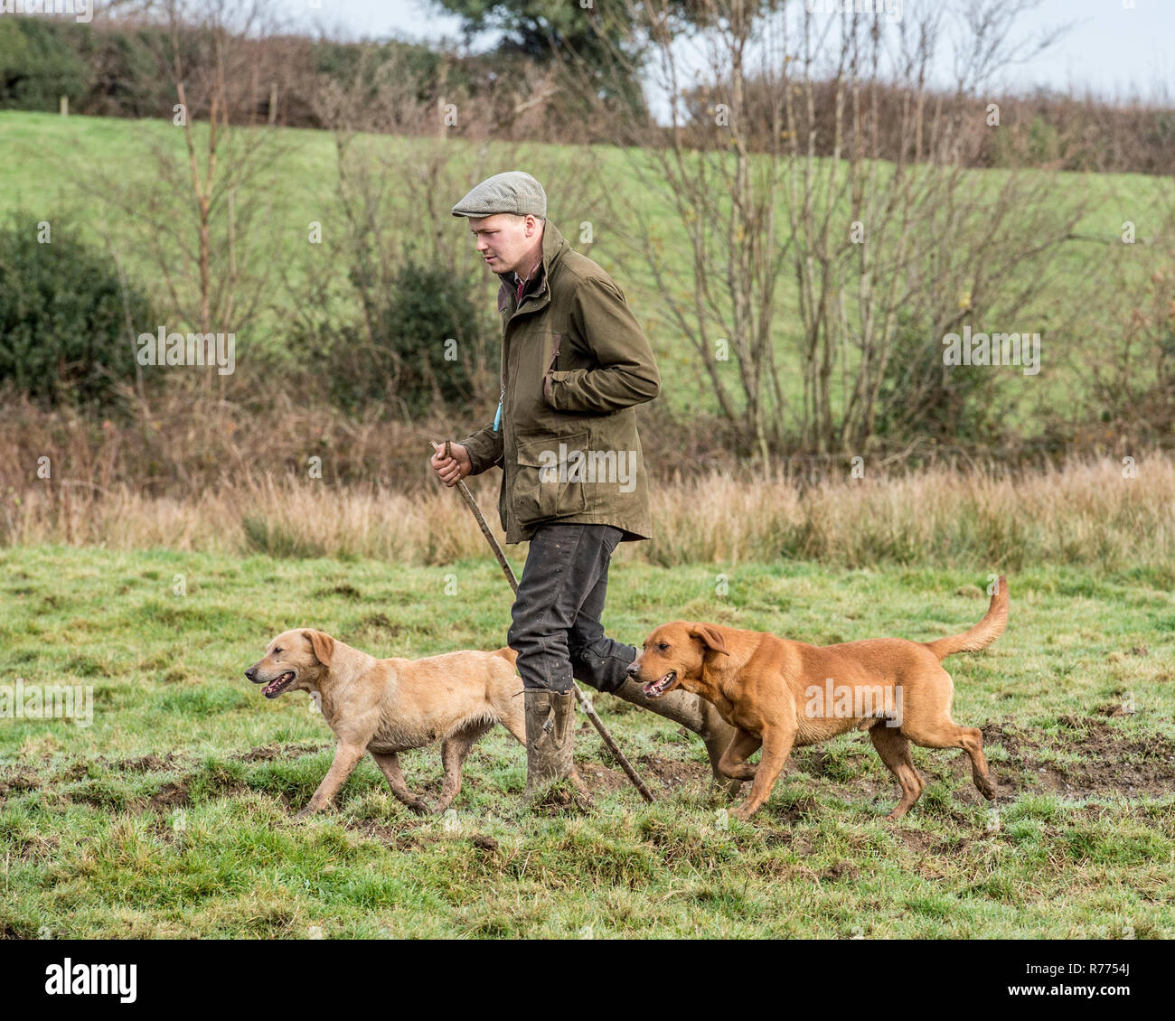 man walking two labrador retrievers in countryside Stock Photo