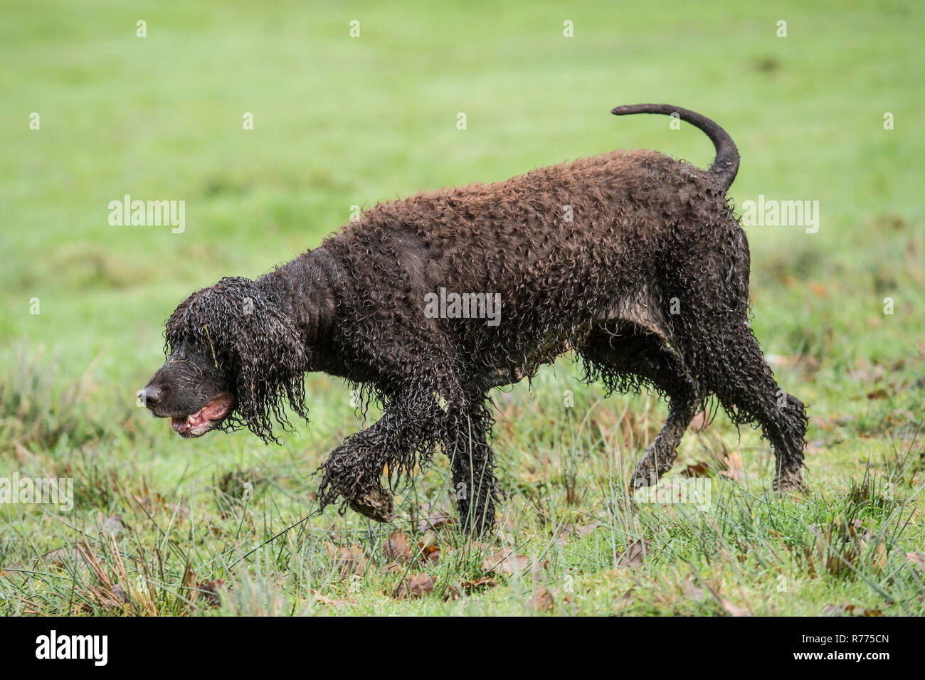 Irish water spaniel dog Stock Photo