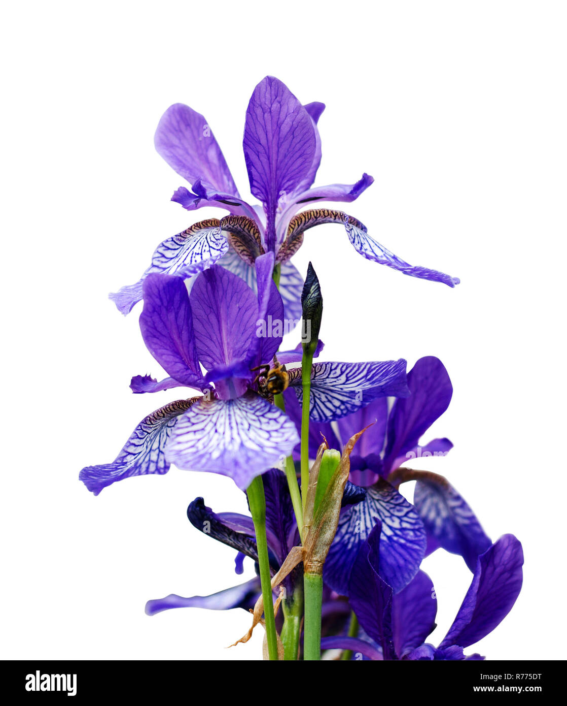 Bright violet iris, Purple Iris Flower isolated on white Stock Photo