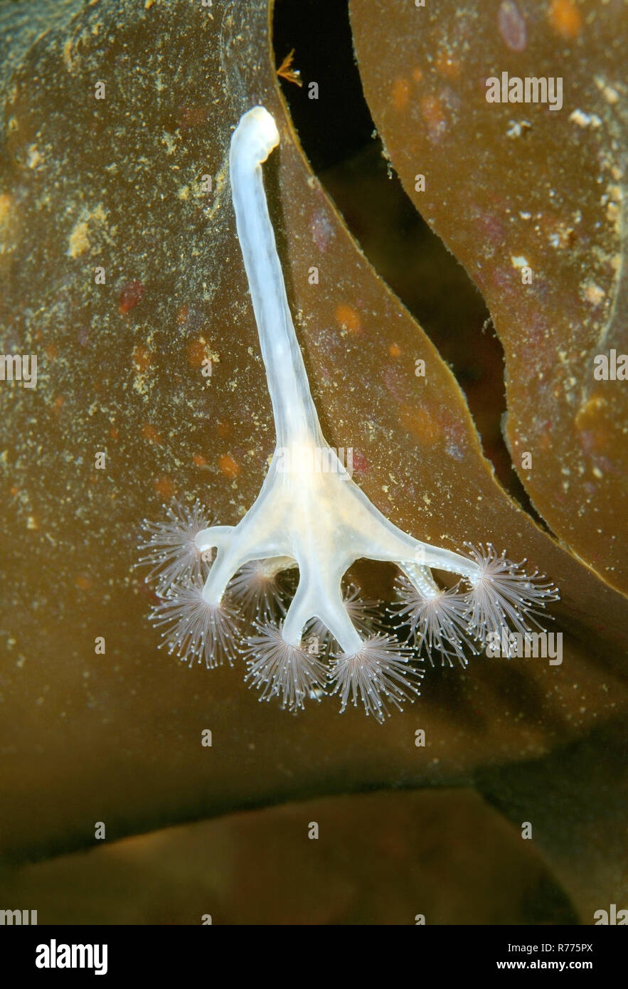 Stalked jellyfish (Lucernaria quadricornis), White Sea, Karelia, Arctic, Russia Stock Photo