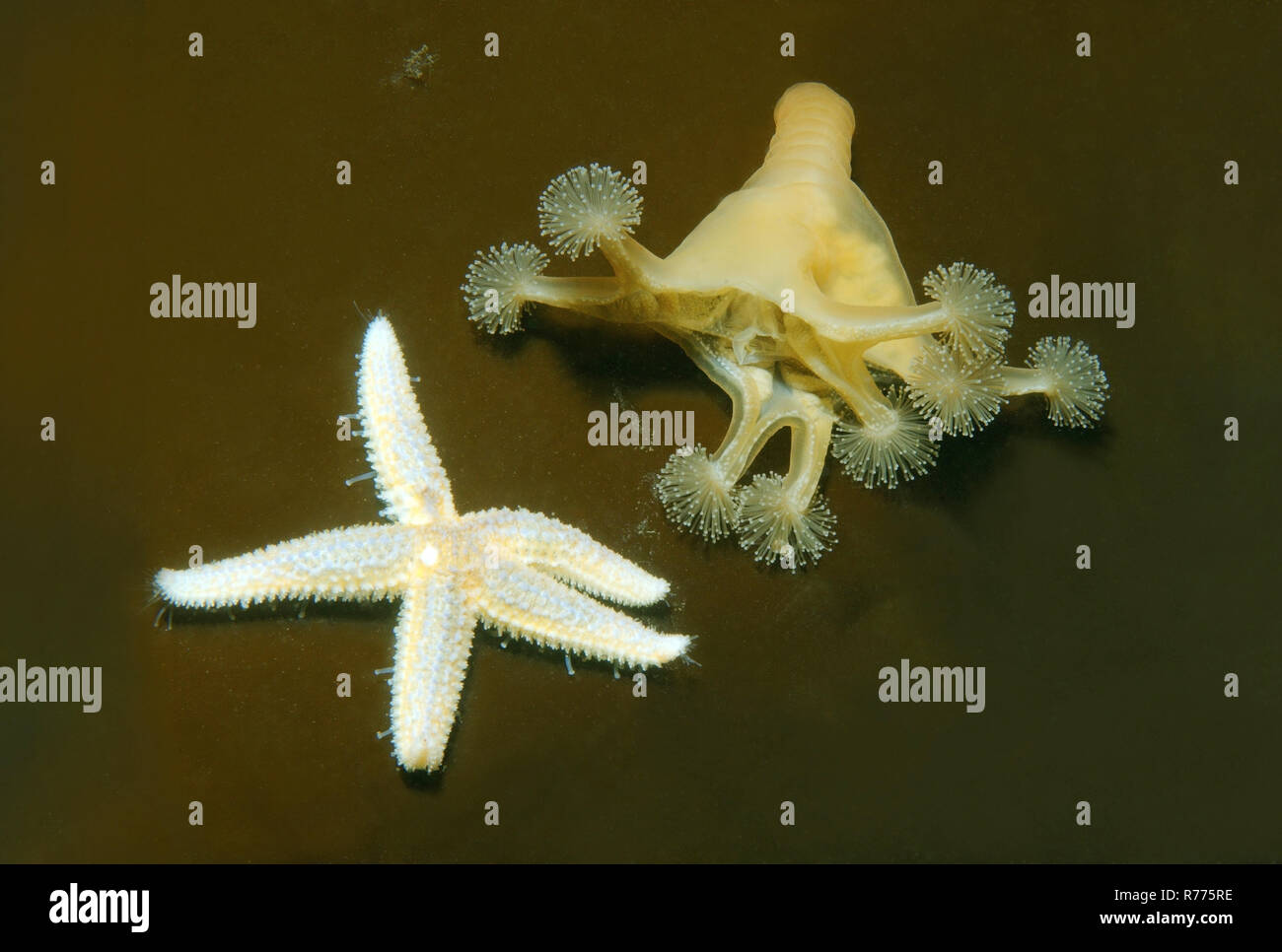 Stalked jellyfish (Lucernaria quadricornis), and common starfish or common sea star (Asterias rubens), White Sea, Karelia Stock Photo