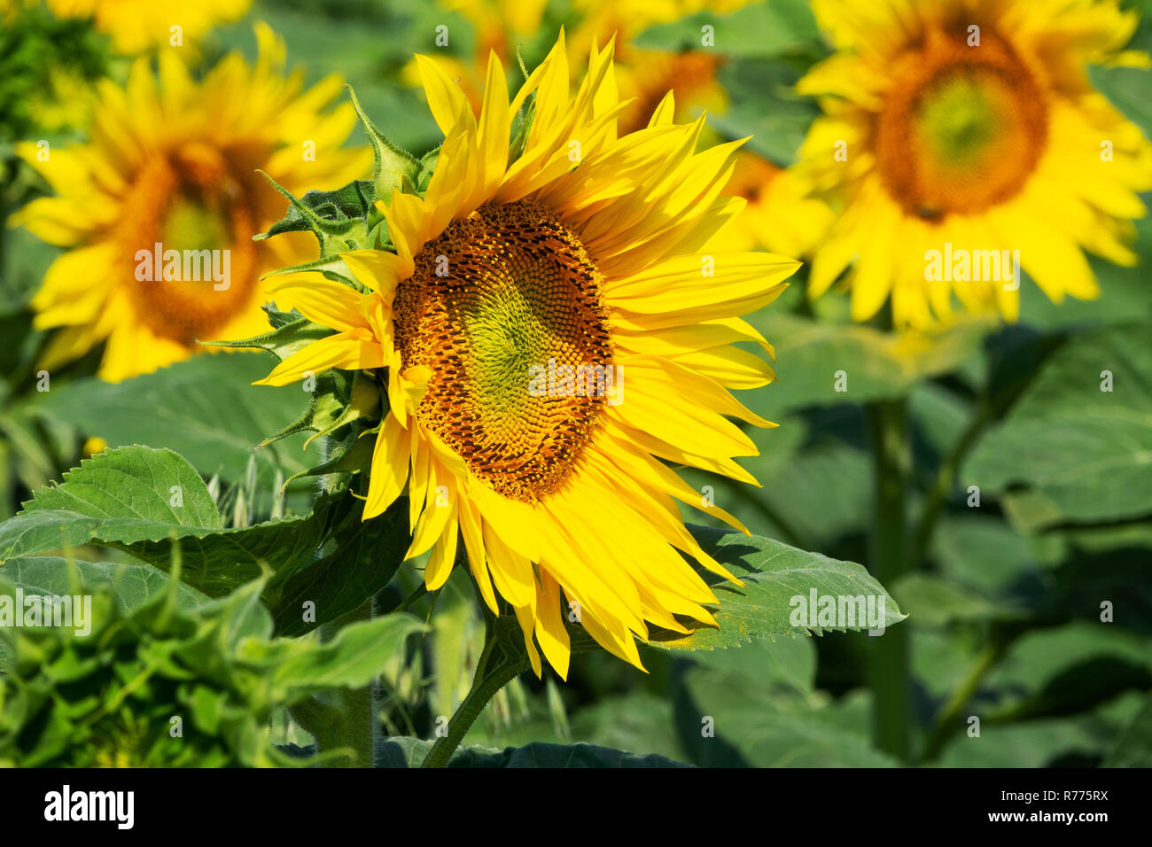 sunflower in the field Stock Photo - Alamy