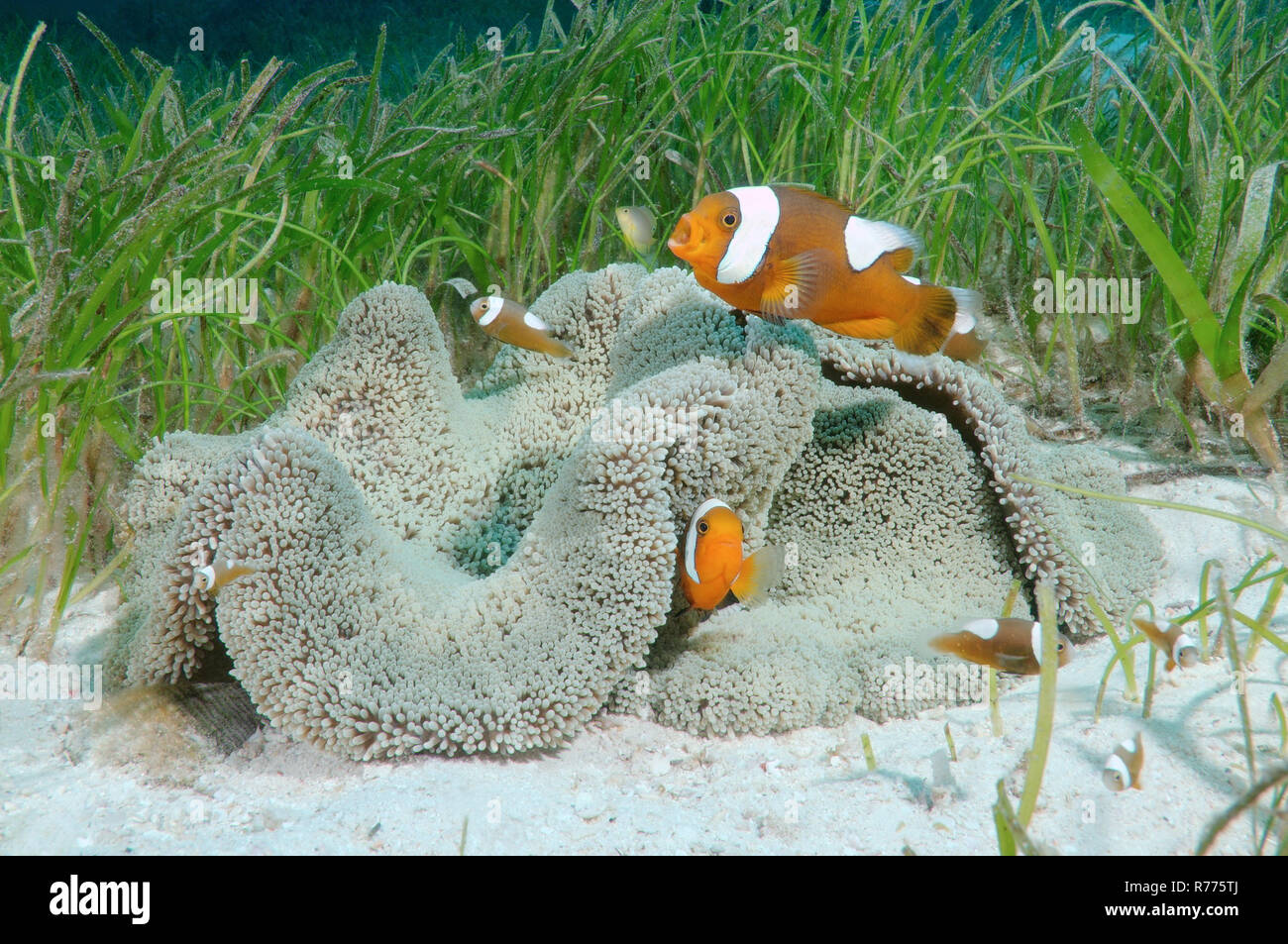 Saddleback Clownfish or Yellowfin Anemonefish (Amphiprion polymnus), Bohol Sea, Philippines Stock Photo