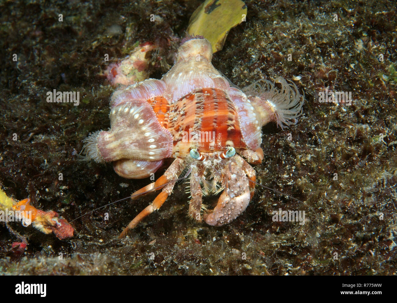 Anemone hermit crab (Dardanus pedunculatus) Boholsee, Philippines Stock ...