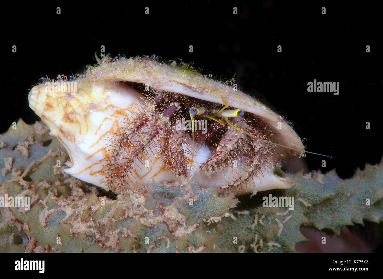 Anemone Hermit Crab (Dardanus pedunculatus) Boholsee, Philippines Stock ...