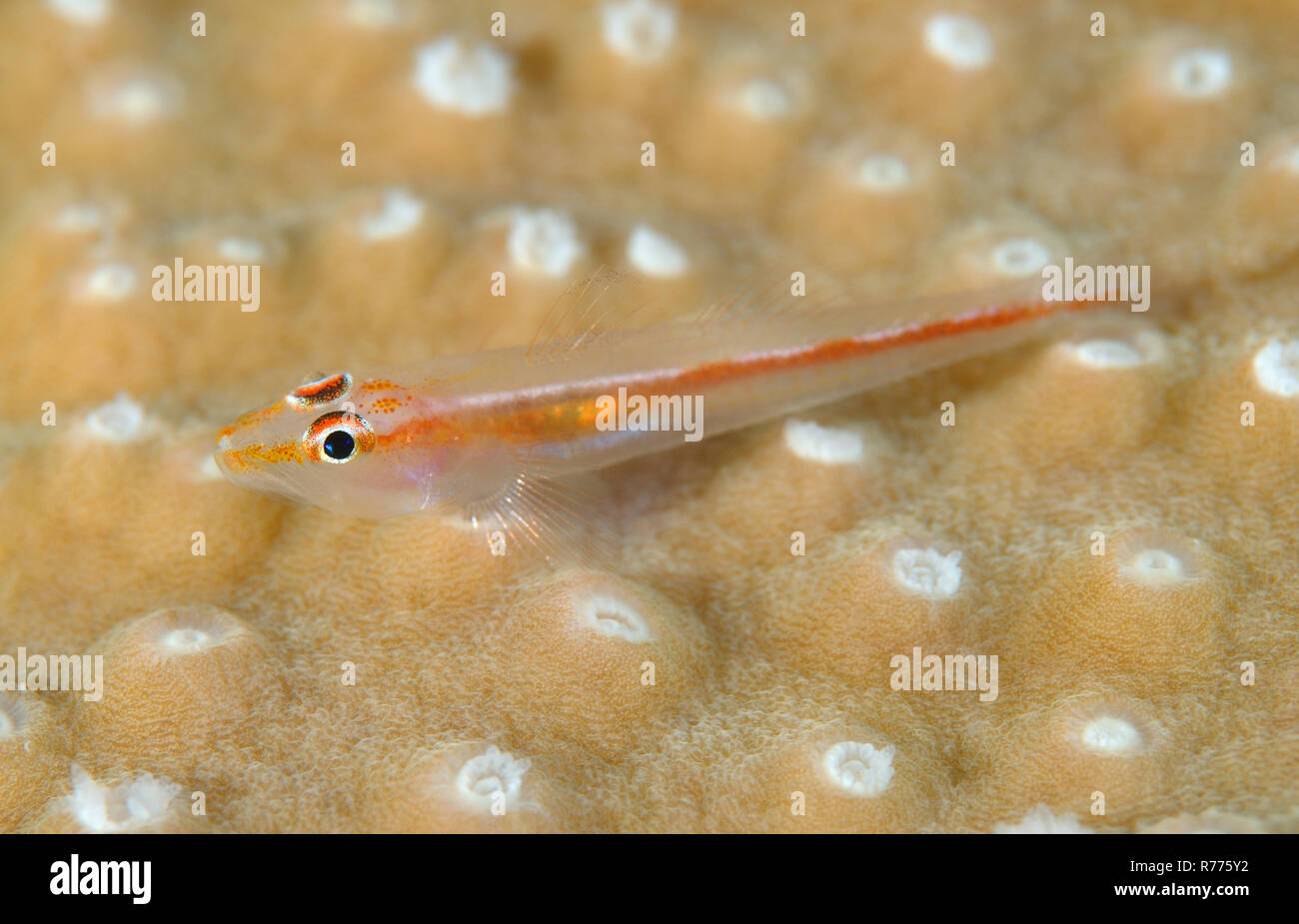 Goby Fish At Under The Sea, Philippines Stock Photo, Picture And Royalty  Free Image