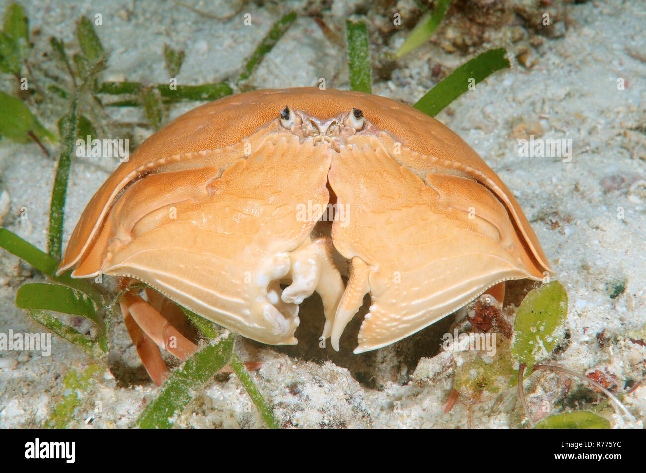Giant Box Crab (Calappa calappa), Bohol Sea, Cebu, Philippines Stock Photo