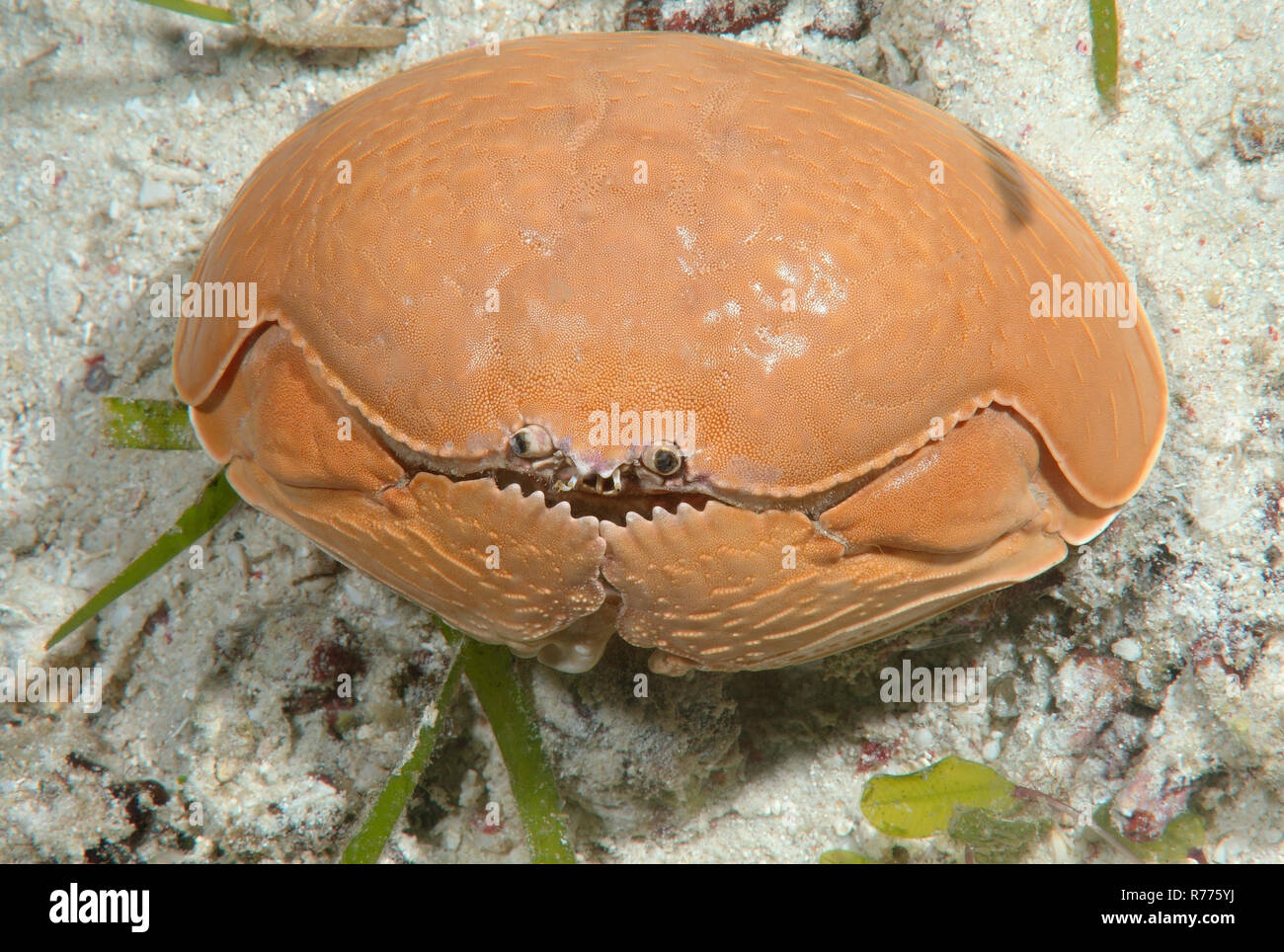 Smooth crab (Calappa calappa), Bohol Sea, Cebu, Philippines Stock Photo
