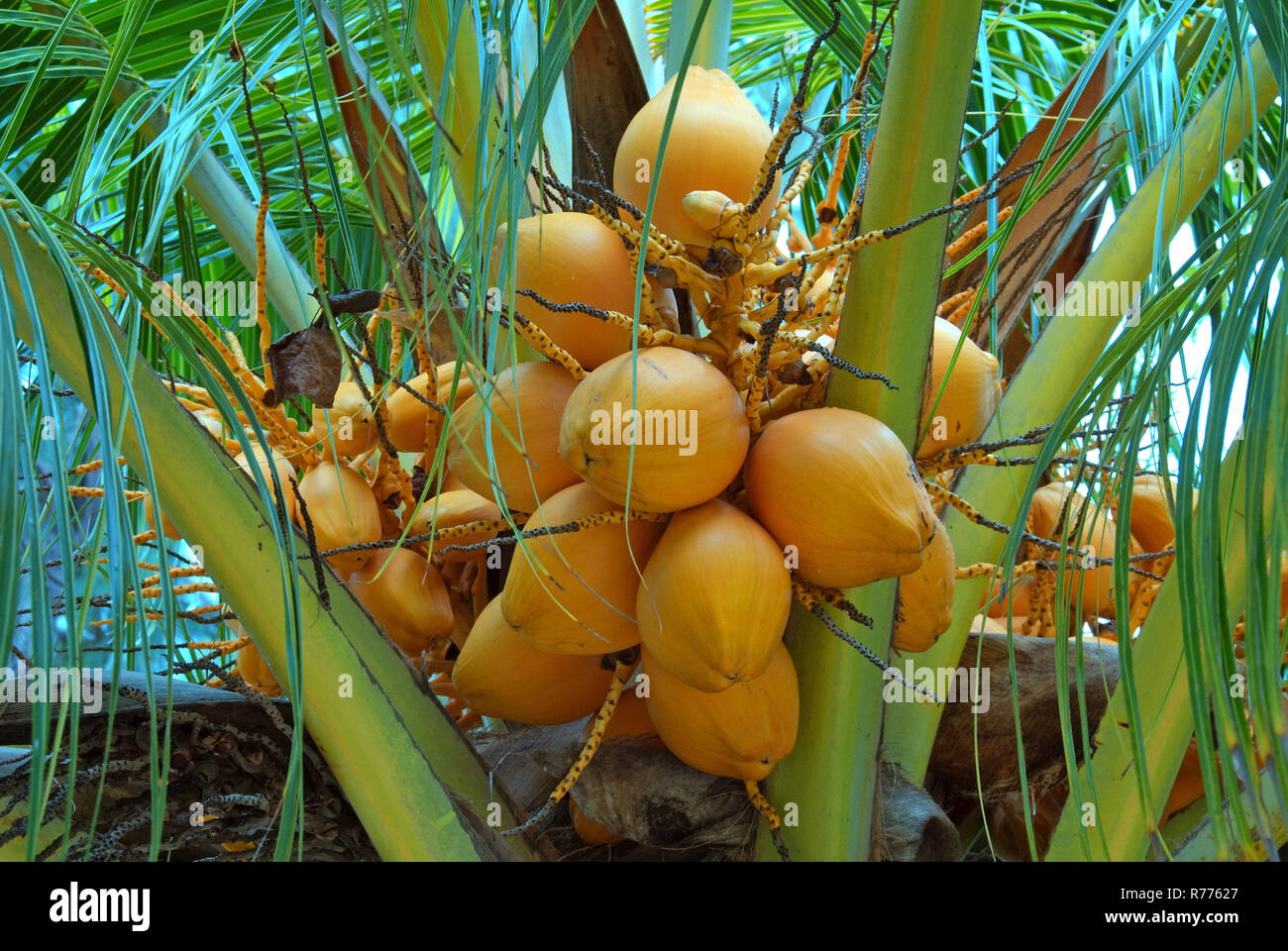 Ripe coconuts on a Coconut tree (Cocos nucifera), Denis Island, Seychelles Stock Photo