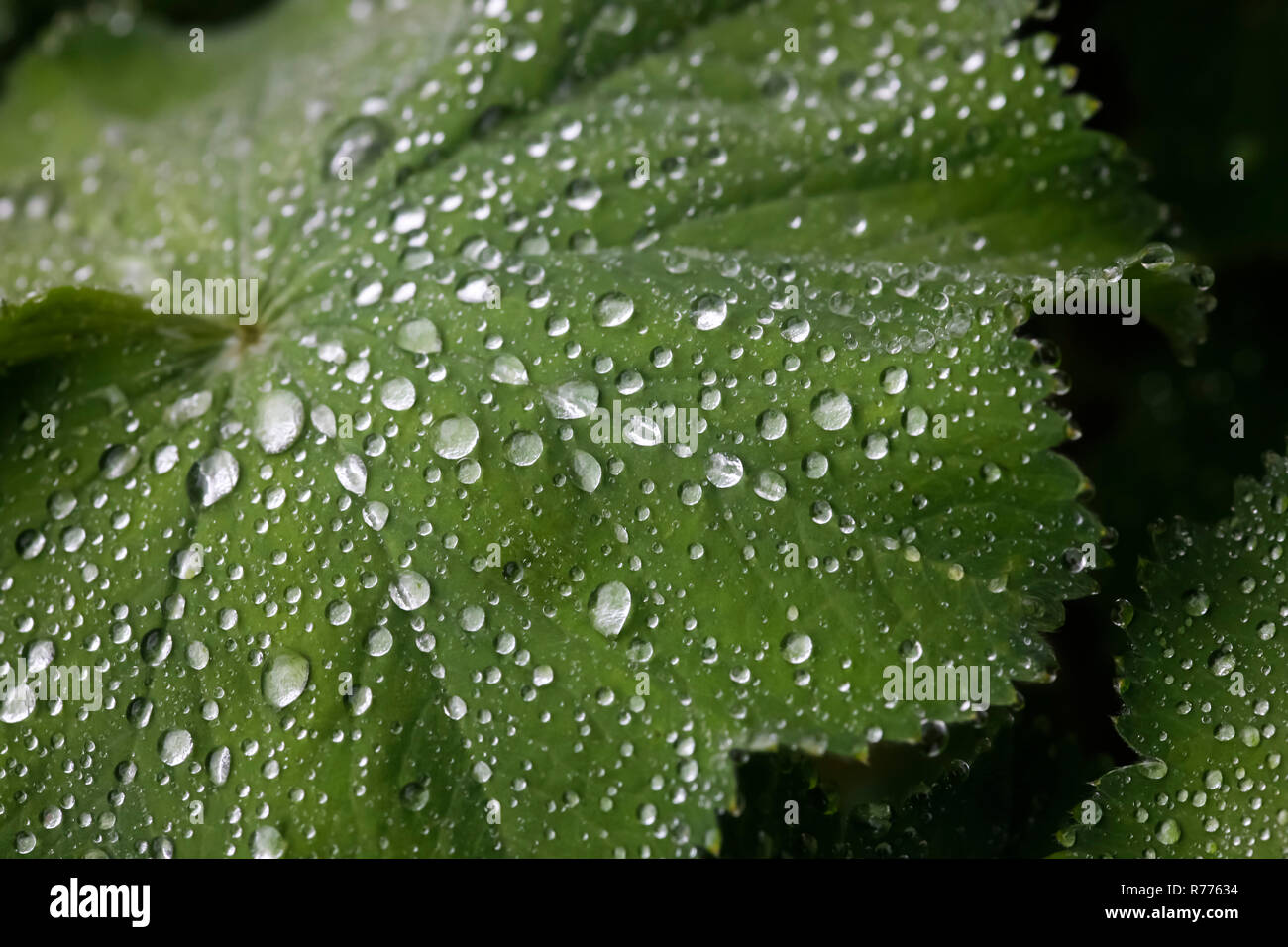 Common Lady's Mantle (Alchemilla vulgaris), water drops on a leaf, Germany Stock Photo