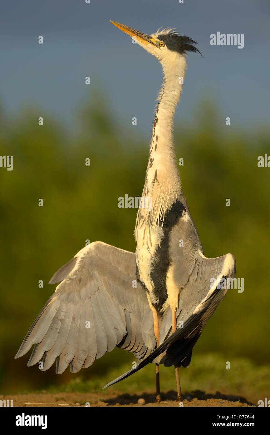 Grey Heron (Ardea cinerea), drying its wings, Kiskunsag National Park, Hungary Stock Photo