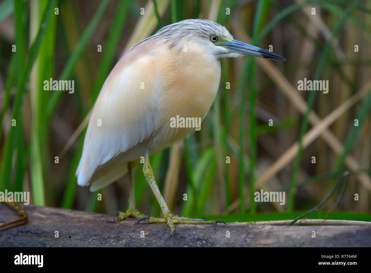 Squacco Heron (Ardeola ralloides), in breeding plumage, perched on tree branch, Kiskunság National Park, Southeastern Hungary Stock Photo