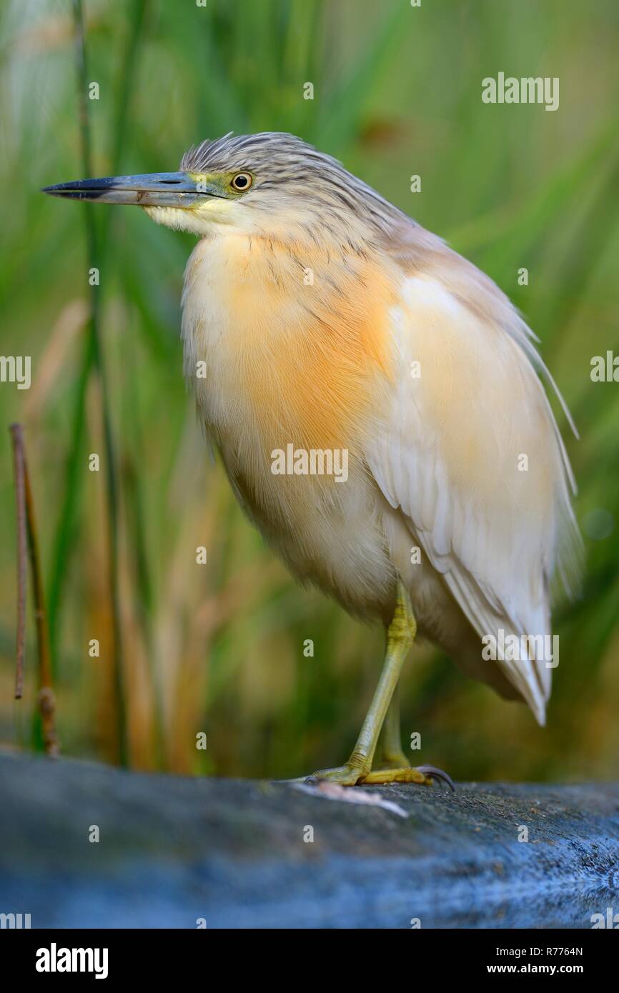 Squacco Heron (Ardeola ralloides), in breeding plumage, perched on a branch lying in the water, Kiskunság National Park Stock Photo