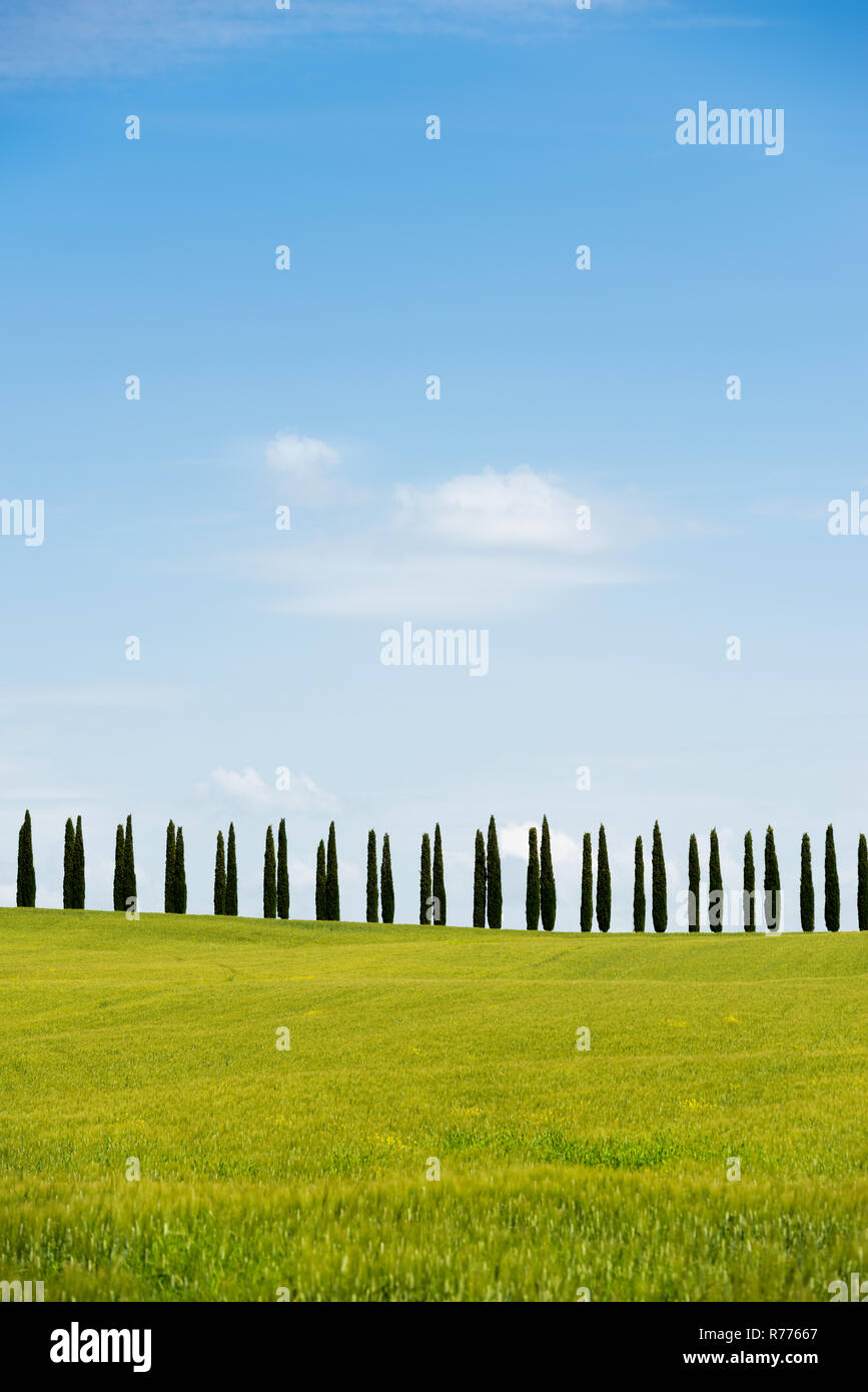 Line of cypress trees, near San Quirico d'Orcia, Val d'Orcia, Province of Siena, Tuscany, Italy Stock Photo