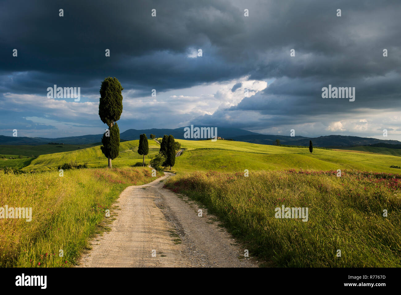 Landscape with rural road, near Pienza, Val d'Orcia, Province of Siena, Tuscany, Italy Stock Photo