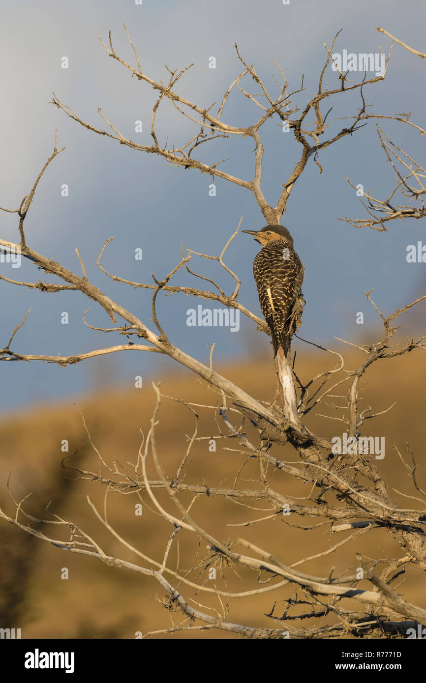 Campo Flicker (Colaptes campestris) on a dry tree, Torres del Paine ...