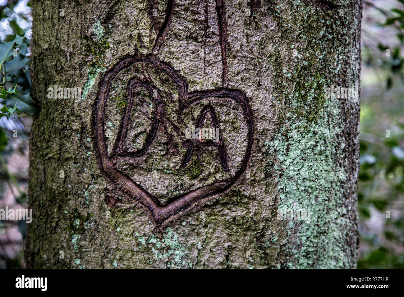 Heart carved in tree, initials in a heart, vow of love Stock Photo