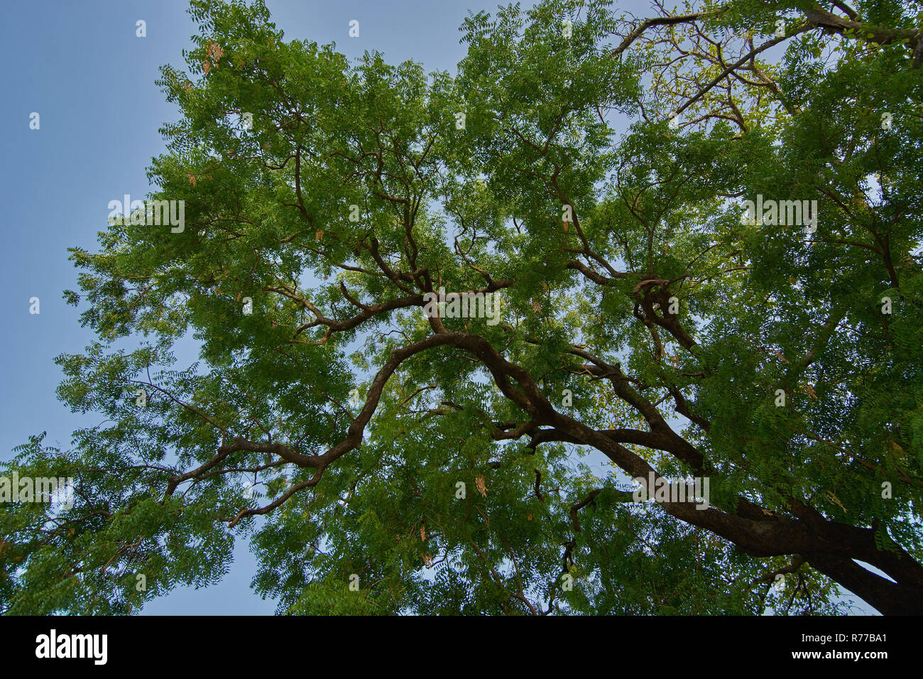11-May-2013-Neem tree (azadirachta indica) is an important tree having good medicinal value.at DHAR Madhya Pradesh INDIA asia Stock Photo