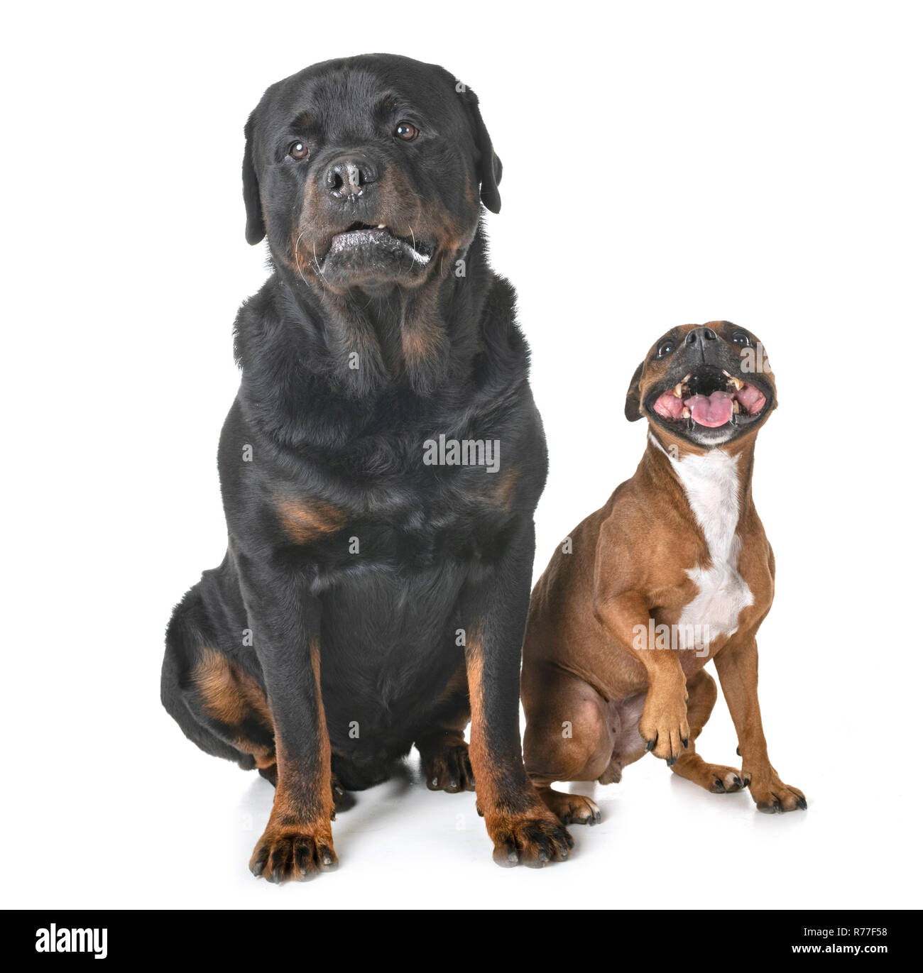 staffordshire bull terrier and rottweiler in front of white background  Stock Photo - Alamy