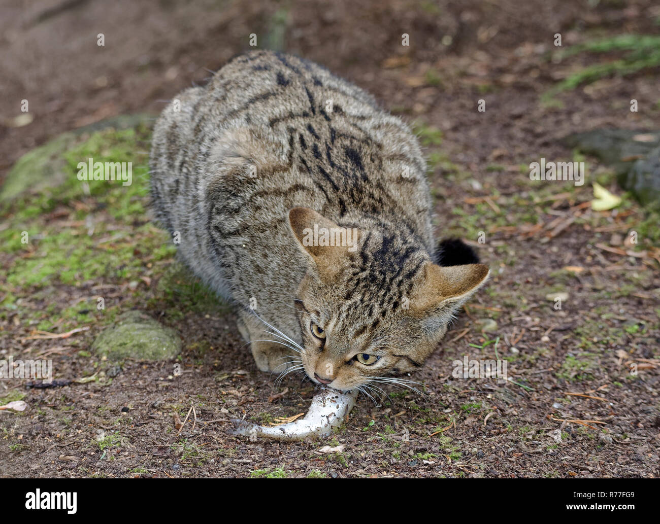 Scottish Wild Cat - Felis silvestris  Endangered Cat of Scottish Highlands (captive) Stock Photo