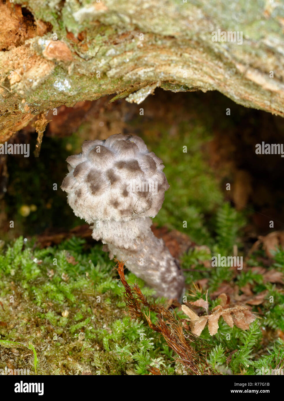 Old Man of the Woods - Strobilomyces strobilaceus  Rare fungus of Beech woods Stock Photo