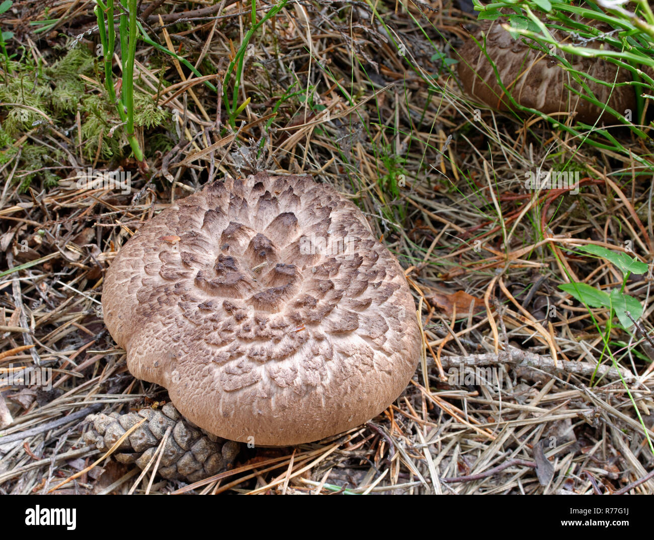 Scaly Tooth Fungi - Sarcodon squamosus  Rare Mycorhizal Fungi of Northern Pine Woods Stock Photo