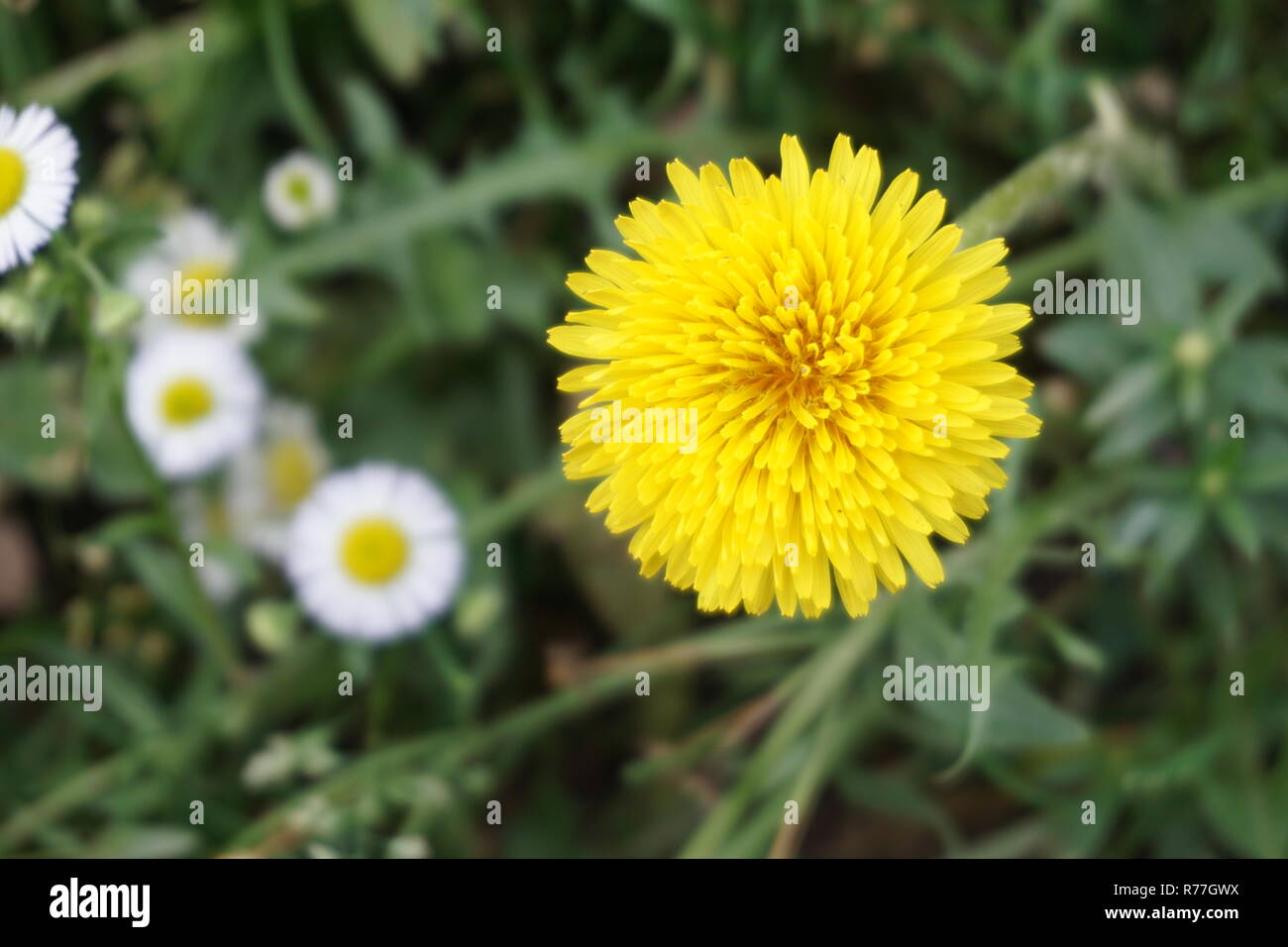 Yellow flower close-up, flower background Stock Photo