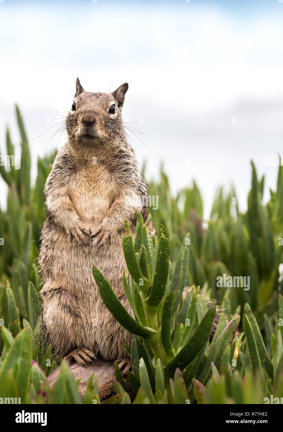 Ground Squirrel Standing Up Stock Photo