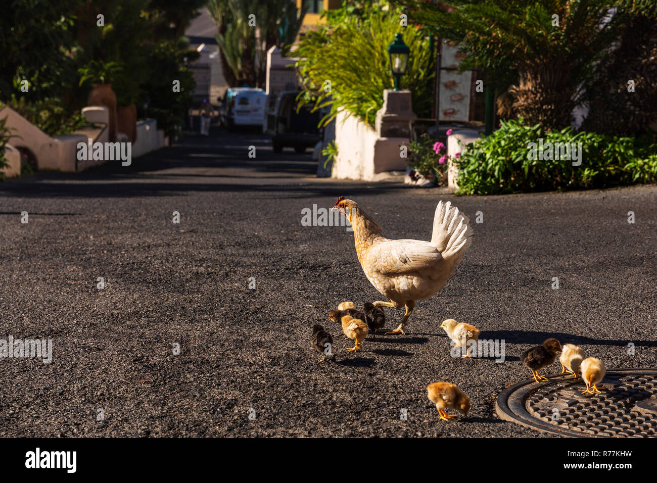 Mother hen with chicks on a roadway Stock Photo