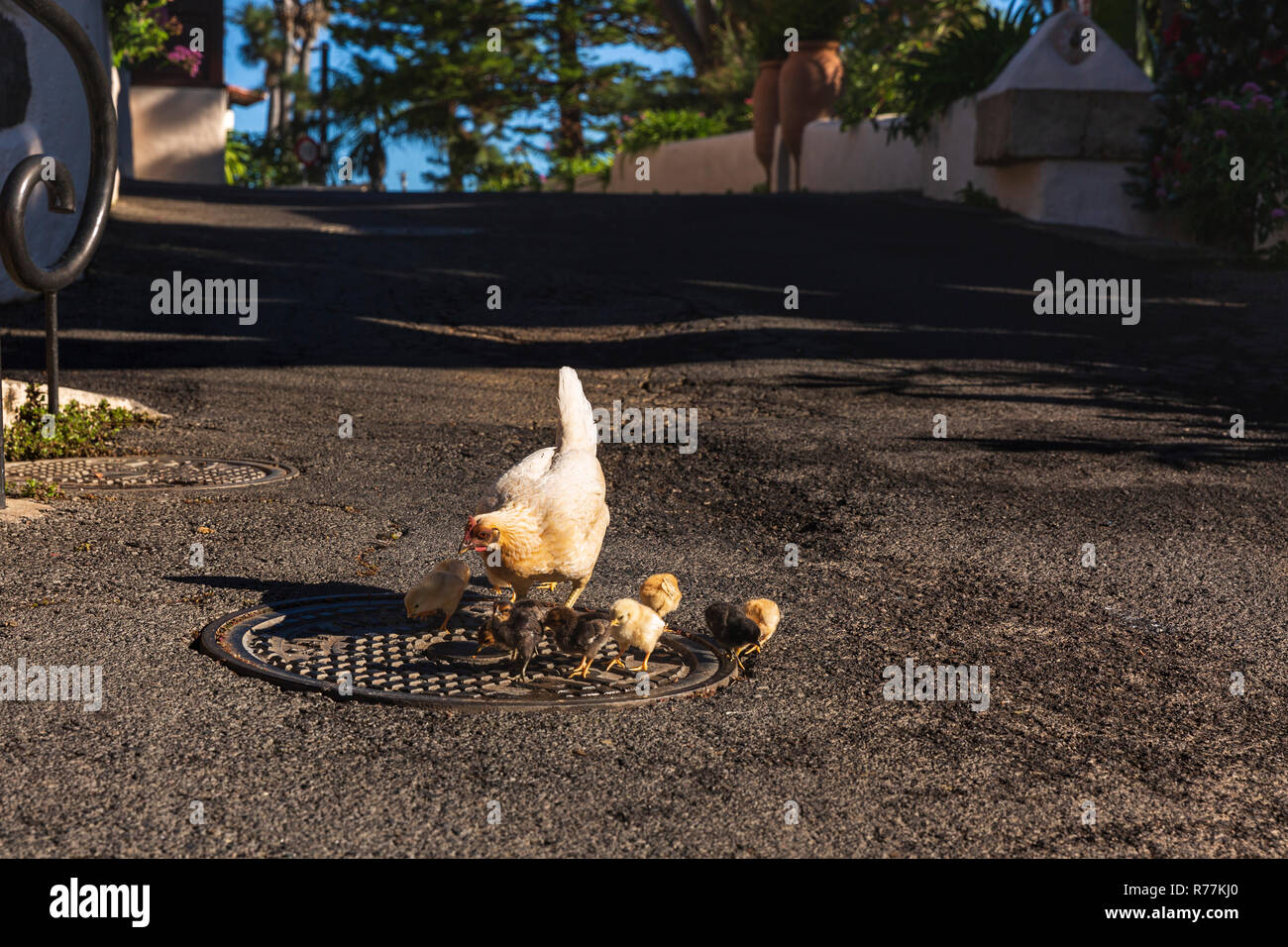 Mother hen with chicks on a roadway Stock Photo
