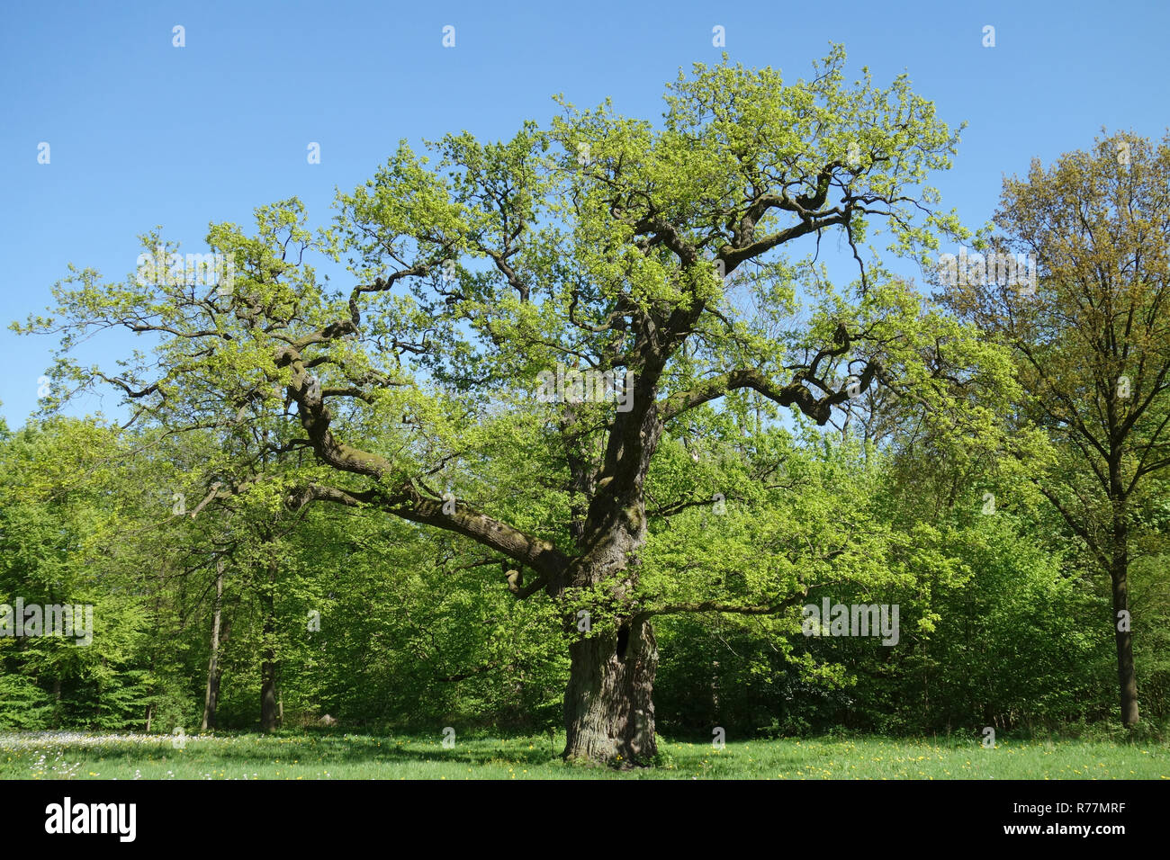 Greiser tree hi-res stock photography and images - Alamy