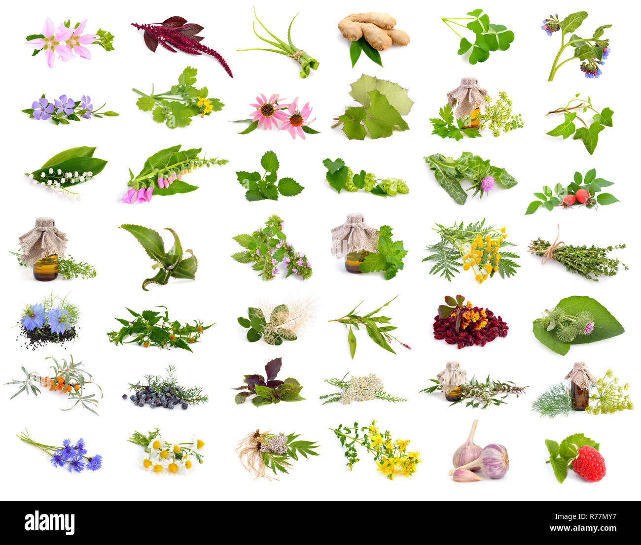Medicinal plants background hi-res stock photography and images - Alamy