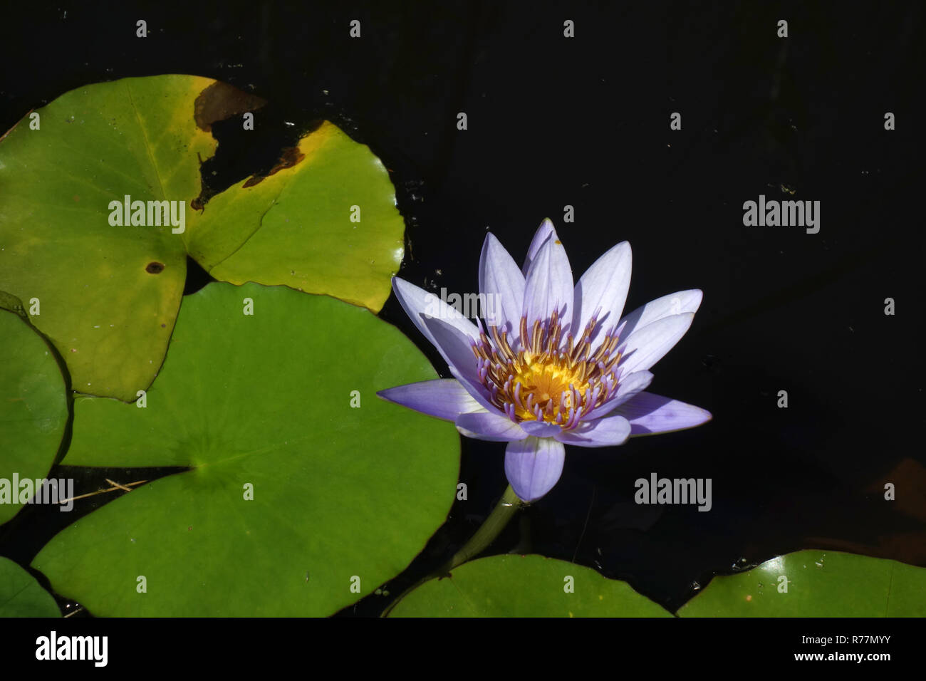 blue nile water lily Stock Photo