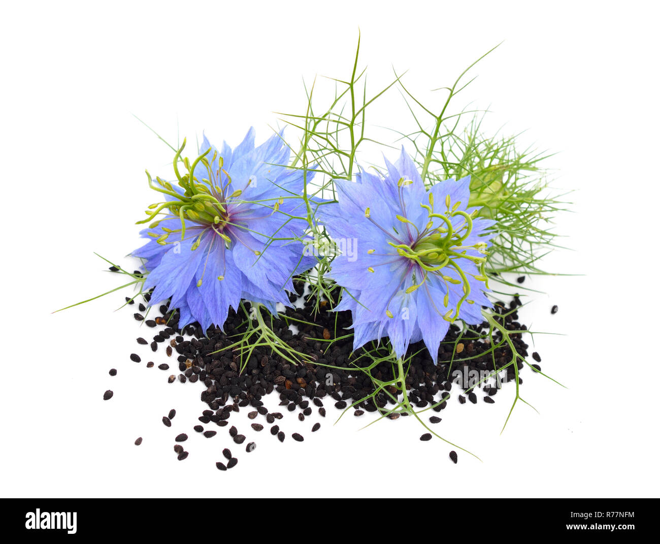 Nigella sativa or fennel flower, nutmeg flower, black caraway, Roman coriander, black cumin, black sesame, blackseed, black caraway, Bunium persicum.  Stock Photo