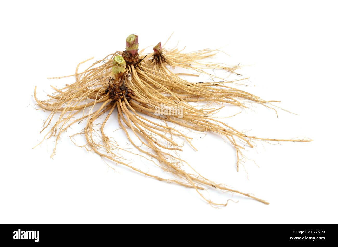 Valeriana root isolated Stock Photo - Alamy