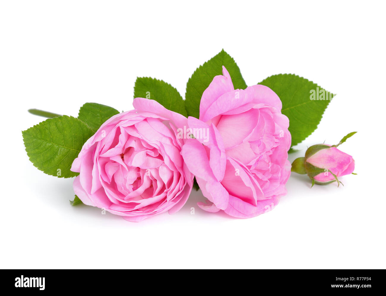 Pink roses isolated Stock Photo - Alamy