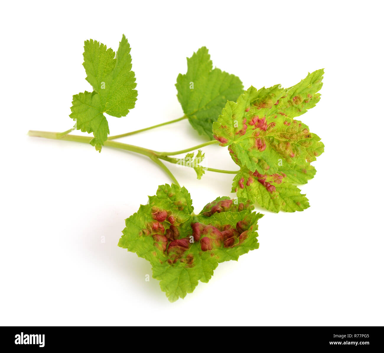 Illness leaves of a gooseberry. Isolated. Stock Photo