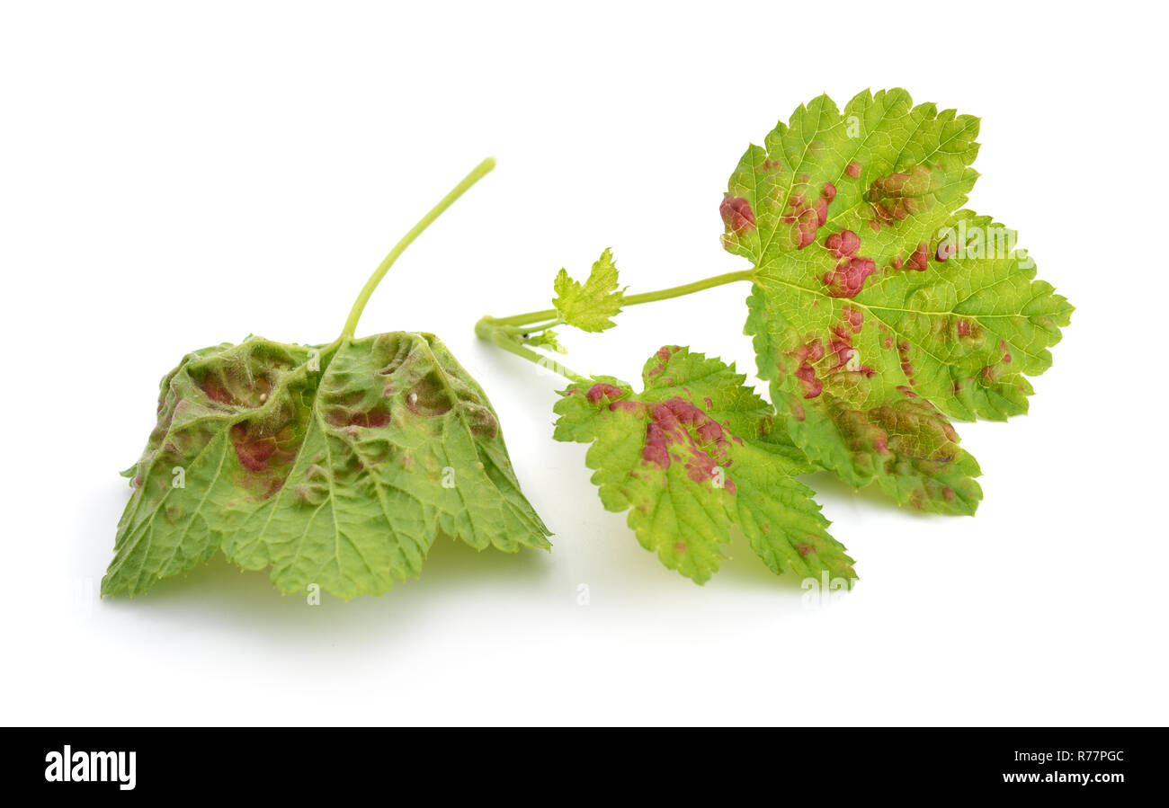 Illness leaves of a gooseberry. Isolated Stock Photo